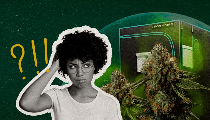 Pensieri Finali: Una Tenda da Coltivazione Può Essere Realmente Impermeabile agli Odori Cannabis Un'illustrazione di boccioli di cannabis con una tenda da coltivazione e una donna confusa, su uno sfondo verde, chiedendosi se una tenda da coltivazione può essere realmente impermeabile agli odori.