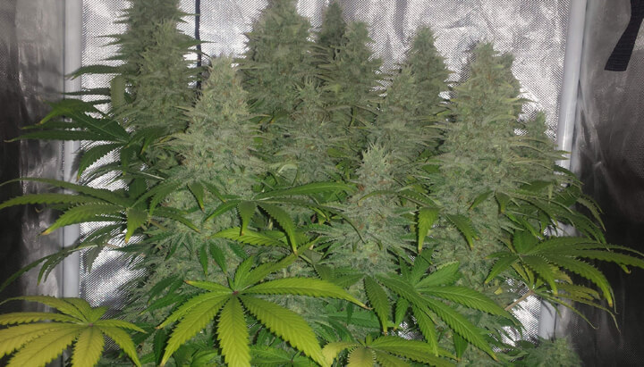 Primo piano di una coltivazione indoor di Candy Kush in piena fioritura, con cime grandi ricoperte di tricomi, circondate da foglie verdi e ingiallite sotto luce artificiale.