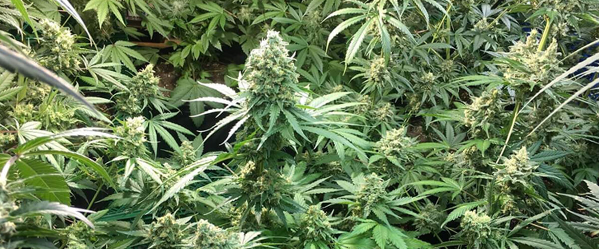 Coltivazione indoor di piante di cannabis Candy Kush Express, con cime dense ricoperte di resina e foglie verdi rigogliose.