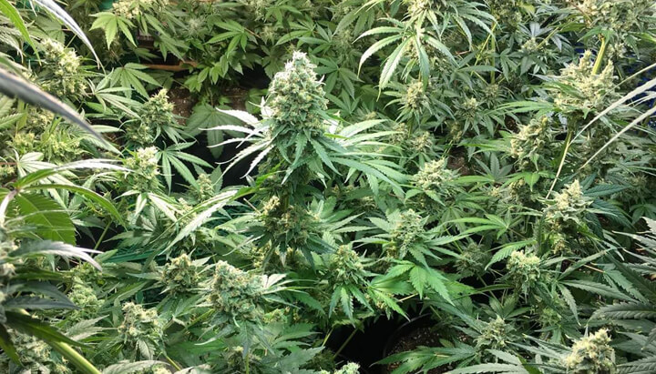 Coltivazione indoor di piante di cannabis Candy Kush Express, con cime dense ricoperte di resina e foglie verdi rigogliose.