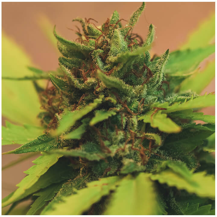 Tricomi e pistilli nella pianta di cannabis