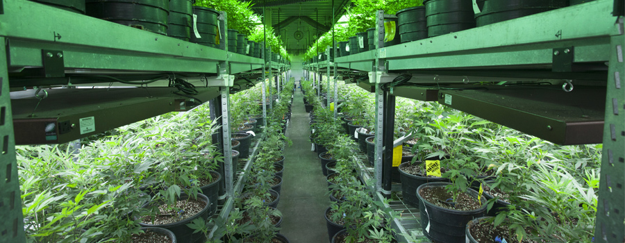 Coltivazione interna di cannabis