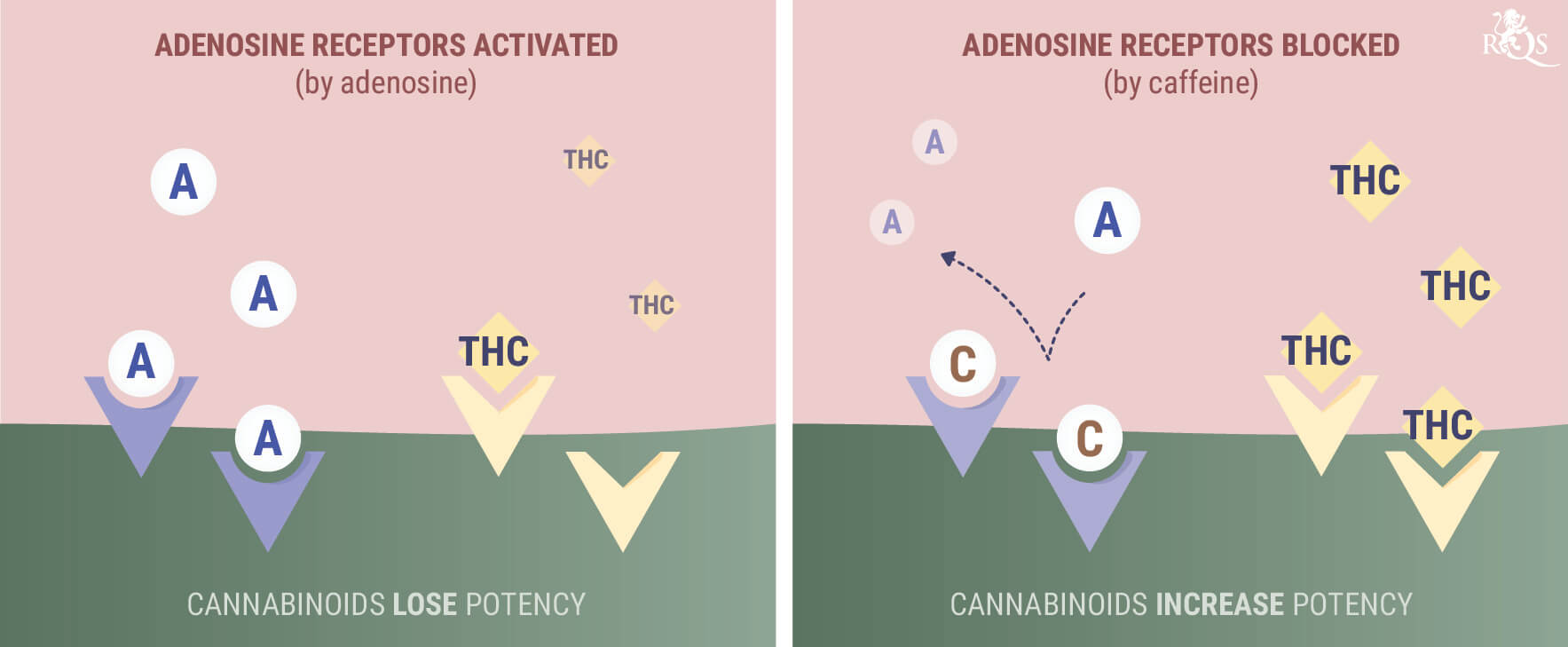 Cosa Succede Quando Si Mescola la Cannabis o il CBD con la Caffeina?