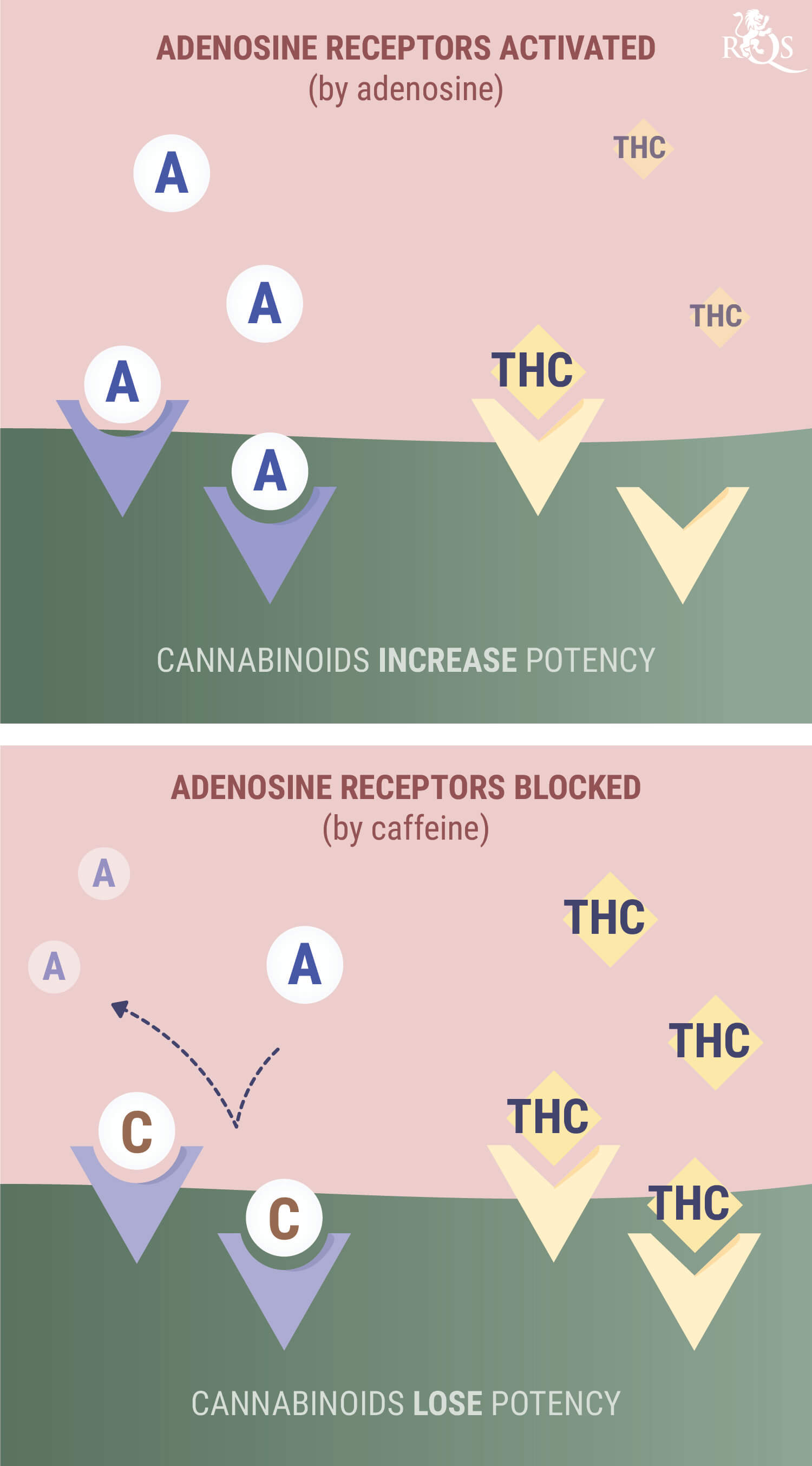 Cosa Succede Quando Si Mescola la Cannabis o il CBD con la Caffeina?