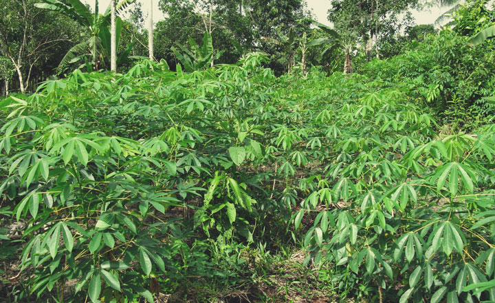 Manioca o cassava (Manihot esculenta)