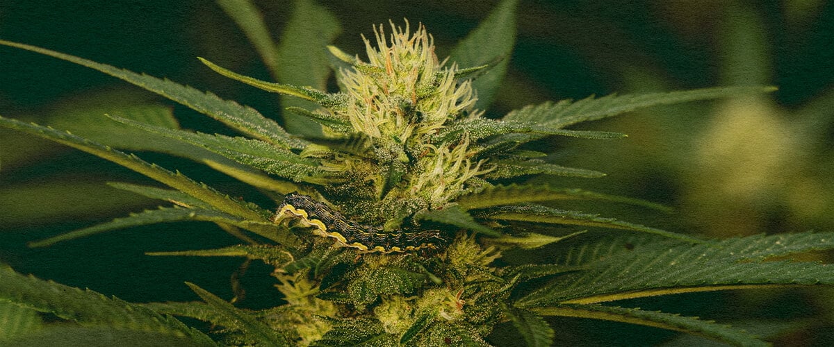 Impara a Rimuovere i Bruchi dalle Piante di Cannabis con Questo Primo Piano di Foglia Dettagliato Primo piano di una pianta di cannabis con foglie verdi che mostrano danni causati da bruchi su uno sfondo verde scuro, utile per guide sull'eliminazione dei parassiti dalle piante di cannabis.