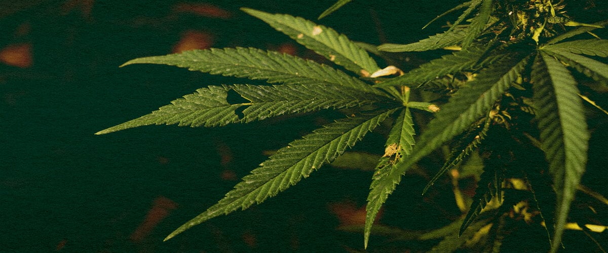 Scopri se i Bruchi Possono Uccidere le Tue Piante di Cannabis con Questo Primo Piano Dettagliato Primo piano di una pianta di cannabis con foglie verdi e danni visibili causati da bruchi su uno sfondo verde scuro, che evidenzia le potenziali minacce dei parassiti per la crescita della cannabis.