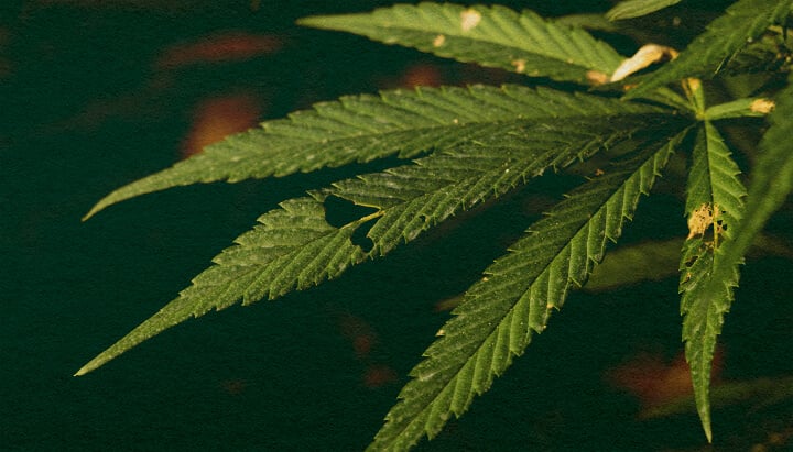 Scopri se i Bruchi Possono Uccidere le Tue Piante di Cannabis con Questo Primo Piano Dettagliato Primo piano di una pianta di cannabis con foglie verdi e danni visibili causati da bruchi su uno sfondo verde scuro, che evidenzia le potenziali minacce dei parassiti per la crescita della cannabis.