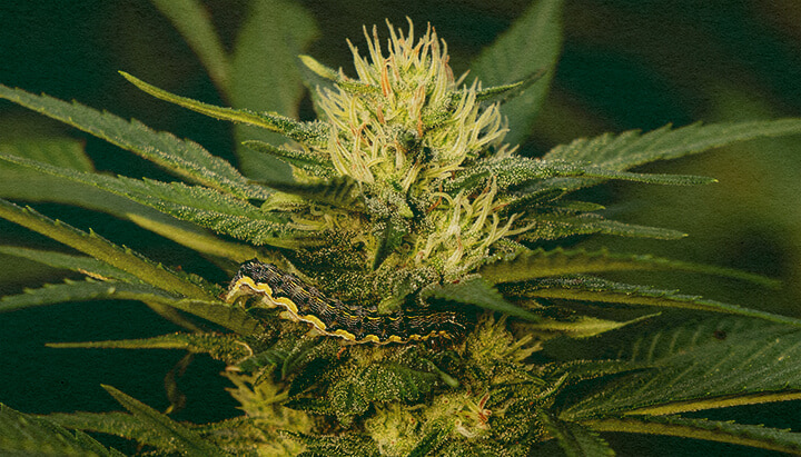 Impara a Rimuovere i Bruchi dalle Piante di Cannabis con Questo Primo Piano di Foglia Dettagliato Primo piano di una pianta di cannabis con foglie verdi che mostrano danni causati da bruchi su uno sfondo verde scuro, utile per guide sull'eliminazione dei parassiti dalle piante di cannabis.