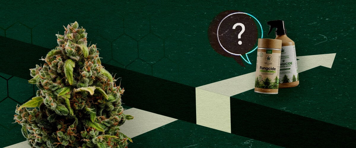 Una cima di cannabis e prodotti fungicidi biologici accanto a un punto interrogativo e una freccia verso l'alto, che rappresentano il potenziale e le sfide dei fungicidi a base di cannabis.