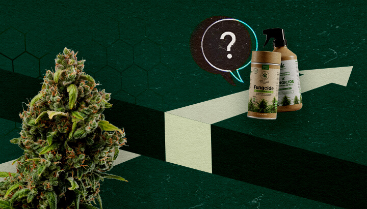 Una cima di cannabis e prodotti fungicidi biologici accanto a un punto interrogativo e una freccia verso l'alto, che rappresentano il potenziale e le sfide dei fungicidi a base di cannabis.