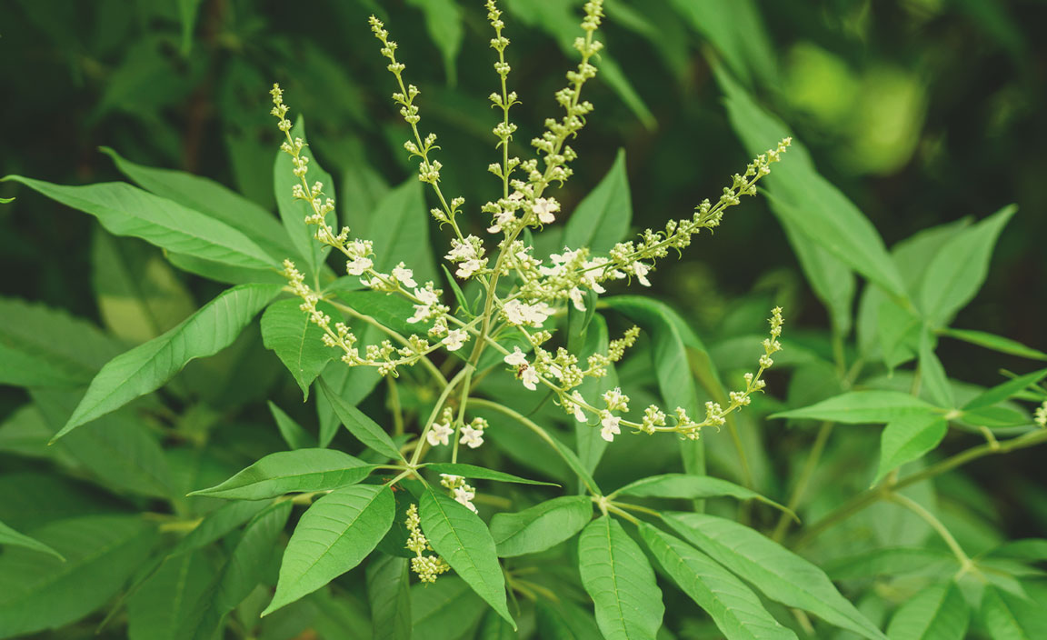 Lagundi (Vitex negundo)