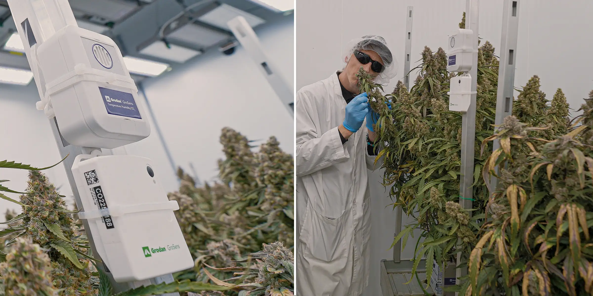 Piante di cannabis in fioritura sotto illuminazione indoor controllata, con dense cole resinose accanto a sensori climatici usati per monitorare temperatura, umidità, CO₂ e condizioni di crop steering.