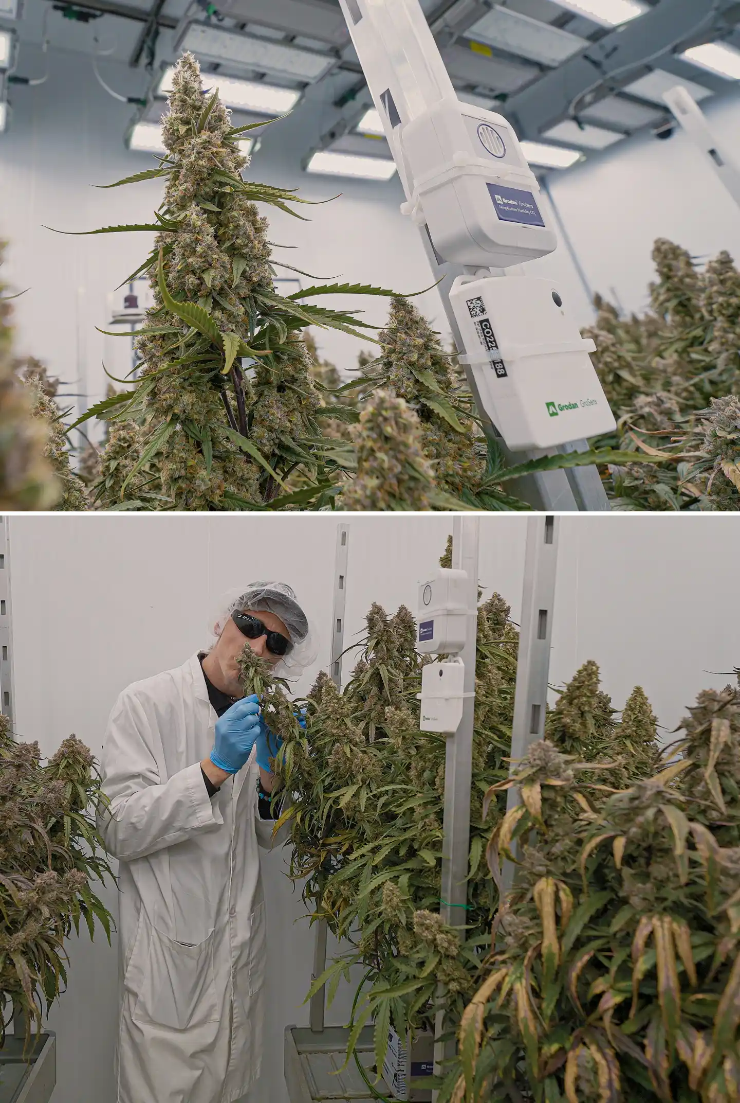 Piante di cannabis in fioritura sotto illuminazione indoor controllata, con dense cole resinose accanto a sensori climatici usati per monitorare temperatura, umidità, CO₂ e condizioni di crop steering.