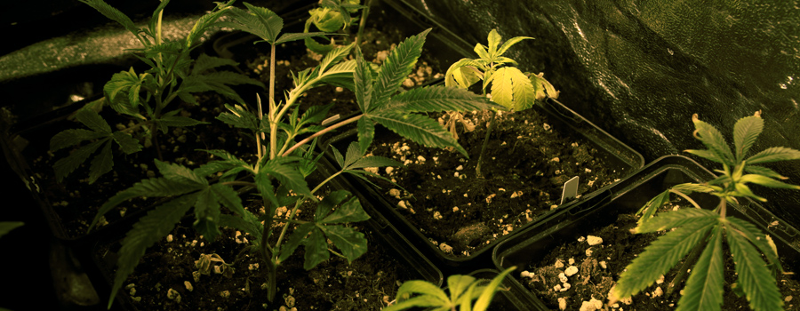 Clone Royal Queen Seeds