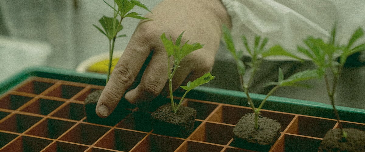 Clonaggio di Cannabis Rapido: Immagine di Vassoio Mano che pianta cloni di cannabis in un vassoio con cubi di terra, mostrando l'efficienza della clonazione per la coltivazione della cannabis su un vassoio verde, ideale per guide di coltivazione.