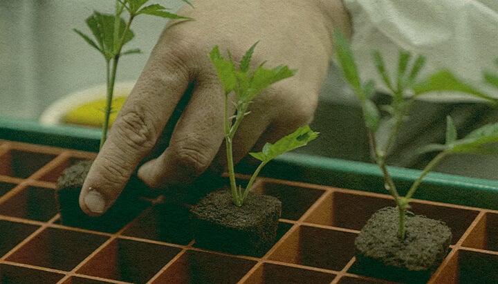 Clonaggio di Cannabis Rapido: Immagine di Vassoio Mano che pianta cloni di cannabis in un vassoio con cubi di terra, mostrando l'efficienza della clonazione per la coltivazione della cannabis su un vassoio verde, ideale per guide di coltivazione.