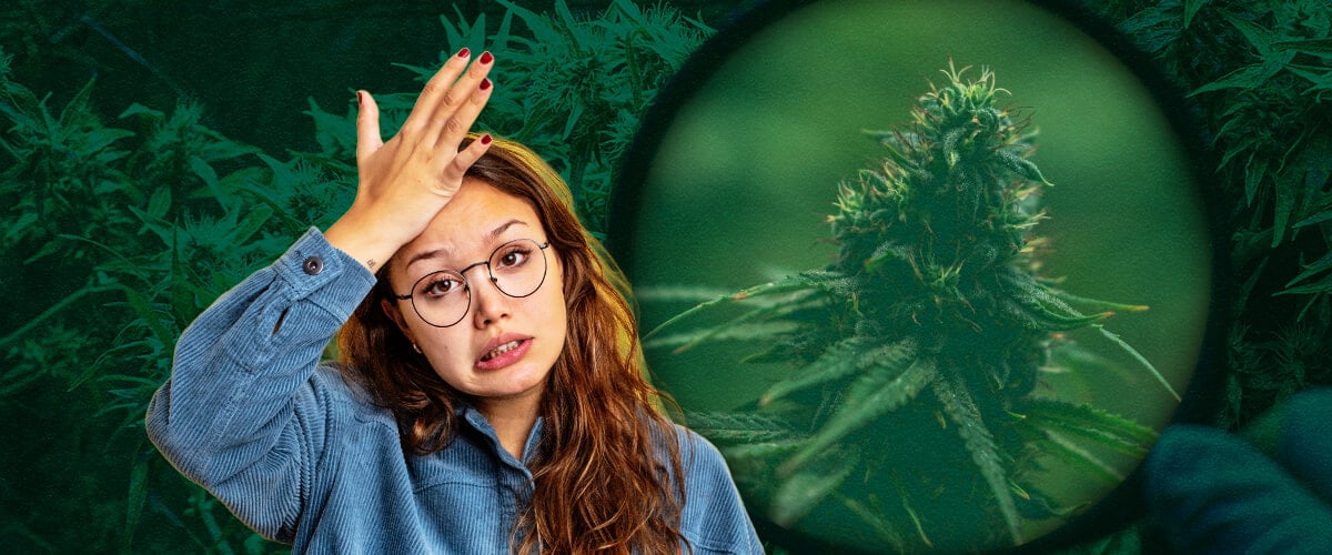Errori e Soluzioni Grow Box: Suggerimenti per Principianti per una Coltivazione di Cannabis di Successo Evita gli errori comuni dei principianti con le grow box: Impara a prevenire l'irrigazione eccessiva, la scarsa ventilazione, l'illuminazione debole, i problemi di pH, i parassiti e lo stress da calore per una coltivazione indoor di cannabis di successo.