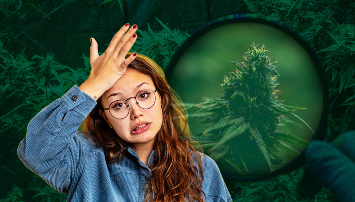 Errori e Soluzioni Grow Box: Suggerimenti per Principianti per una Coltivazione di Cannabis di Successo Evita gli errori comuni dei principianti con le grow box: Impara a prevenire l'irrigazione eccessiva, la scarsa ventilazione, l'illuminazione debole, i problemi di pH, i parassiti e lo stress da calore per una coltivazione indoor di cannabis di successo.