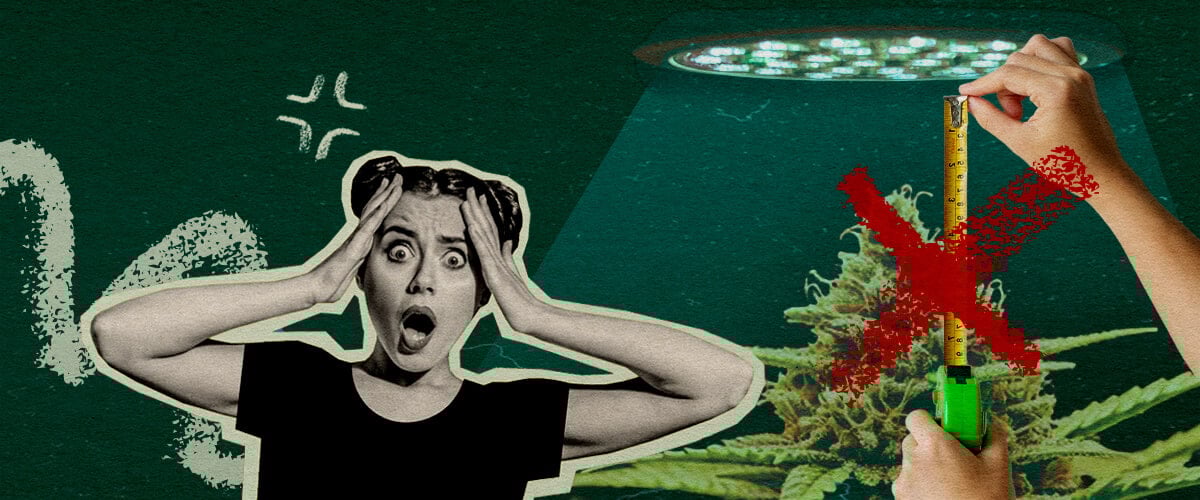 Errori Comuni nella Distanza della Luce: Immagine Configurazione Luce Pianta di cannabis con luce di coltivazione e metro, evidenziando errori comuni nella configurazione della distanza della luce su sfondo verde scuro, ideale per consigli di coltivazione di cannabis.
