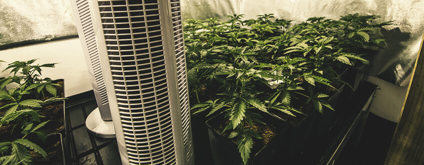 Controllo della temperatura delle radici della cannabis