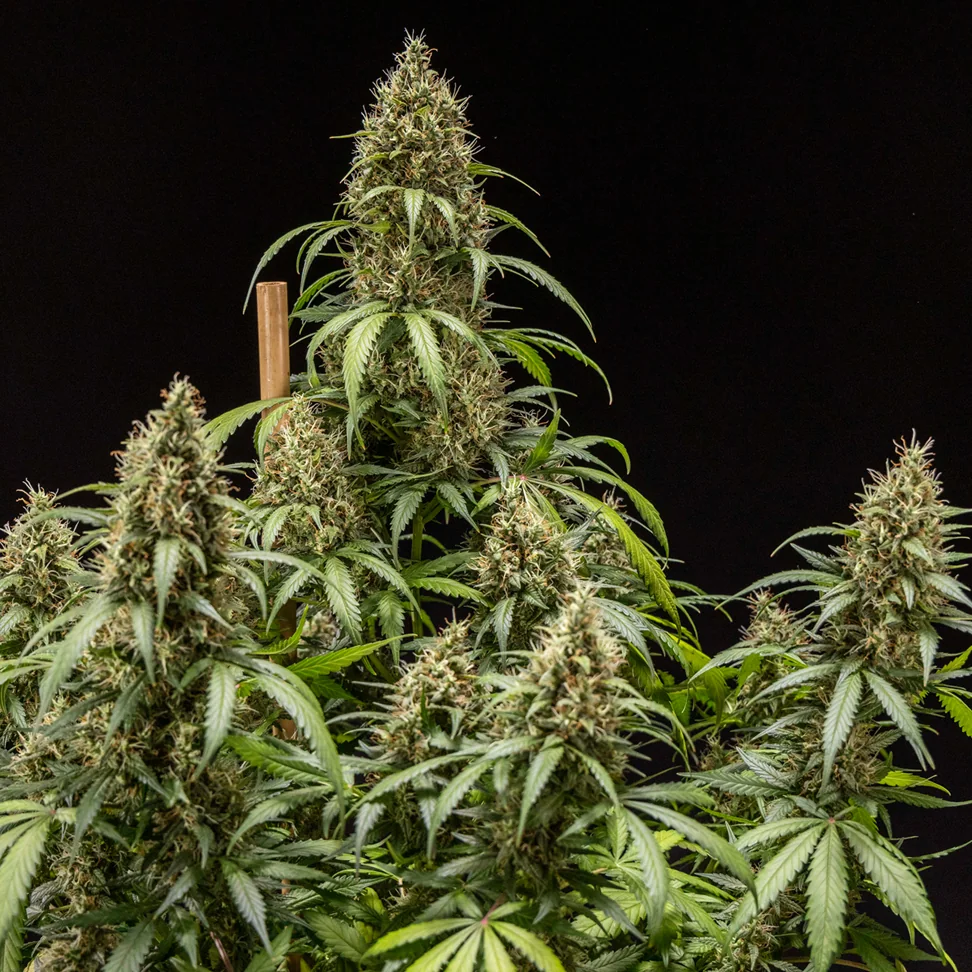 Cookies Gelato Auto