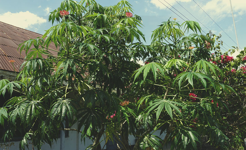 Jatropha multifida