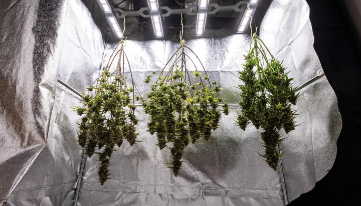 Piante di cannabis Cosmos F1 appese intere ad asciugare nel grow box dopo il raccolto, con rami maturi e resinosi sospesi al buio prima della manicure, della concia e dei risultati finali di resa.