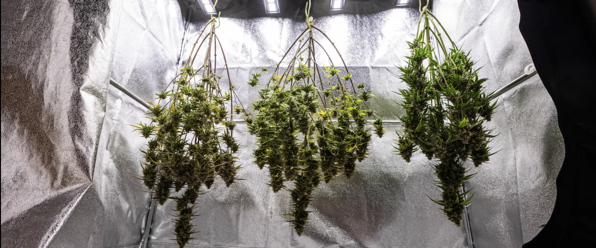 Piante di cannabis Cosmos F1 appese intere ad asciugare nel grow box dopo il raccolto, con rami maturi e resinosi sospesi al buio prima della manicure, della concia e dei risultati finali di resa.