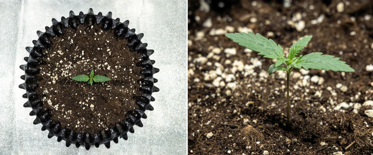 Piantina di cannabis Cosmos F1 durante la germinazione, che emerge in modo uniforme dal terreno tra i giorni 1 e 5.