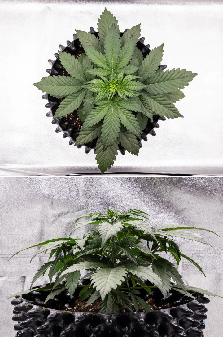Pianta di cannabis Cosmos F1 durante la settimana 2 di vegetativa, con crescita iniziale cespugliosa, ramificazione sana e ampie foglie verdi tra i giorni 12 e 19 dalla germinazione.