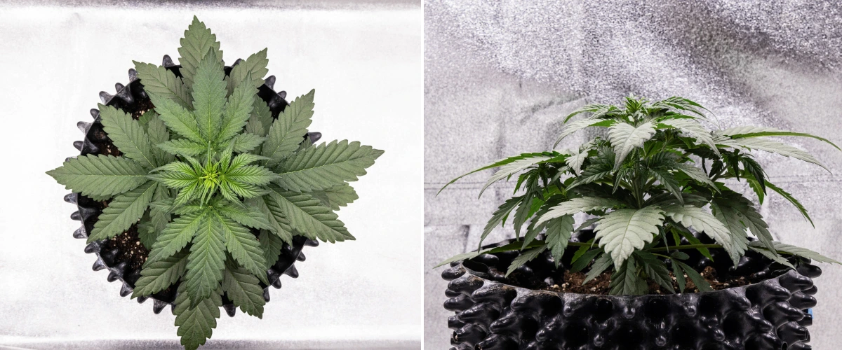 Pianta di cannabis Cosmos F1 durante la settimana 2 di vegetativa, con crescita iniziale cespugliosa, ramificazione sana e ampie foglie verdi tra i giorni 12 e 19 dalla germinazione.
