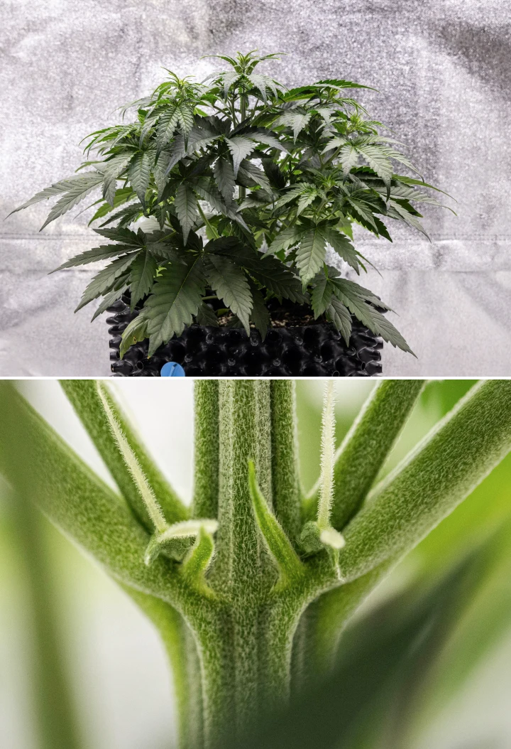 Pianta di cannabis Cosmos F1 durante la settimana 3, con ramificazione influenzata dalla sativa, fitto fogliame verde e i primi pistilli bianchi mentre la fioritura inizia tra i giorni 19 e 26 dalla germinazione.