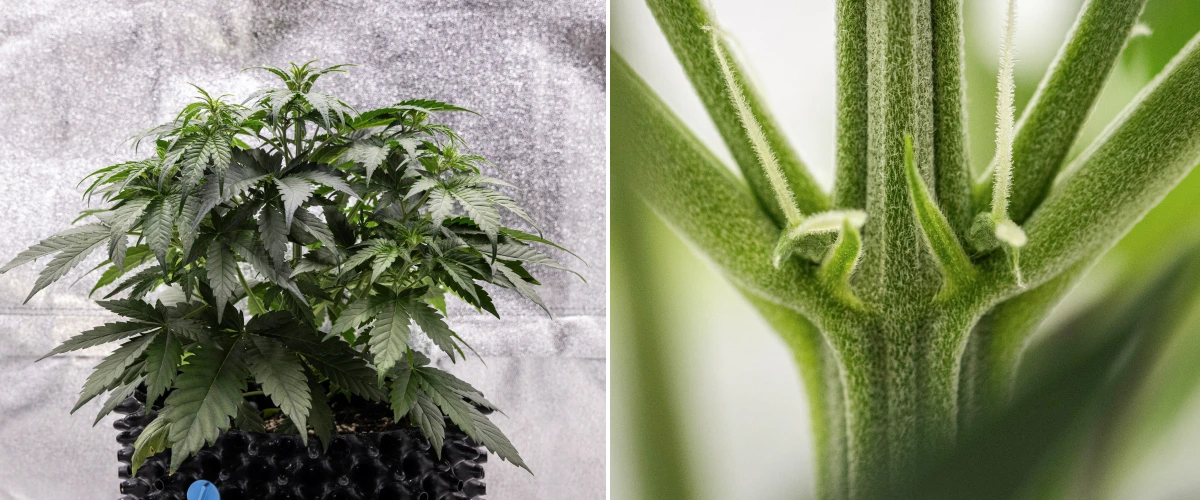 Pianta di cannabis Cosmos F1 durante la settimana 3, con ramificazione influenzata dalla sativa, fitto fogliame verde e i primi pistilli bianchi mentre la fioritura inizia tra i giorni 19 e 26 dalla germinazione.