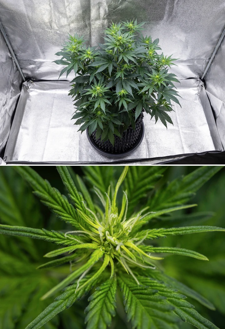 Pianta di cannabis Cosmos F1 durante la settimana 1 di fioritura, con forte crescita verticale, struttura ad albero di Natale, foglie sane verde scuro e grappoli floreali in sviluppo tra i giorni 26 e 33 dalla germinazione.