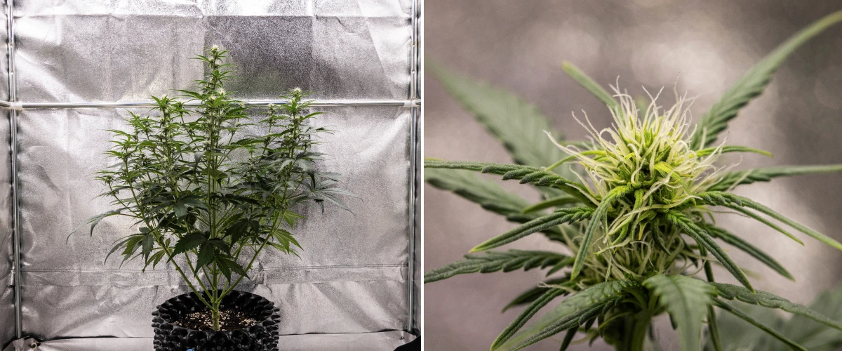 Pianta di cannabis Cosmos F1 durante la settimana 2 di fioritura, con formazione iniziale delle cime, fogliame verde sano, struttura verticale dei rami e pistilli bianchi in sviluppo tra i giorni 33 e 40 dalla germinazione.