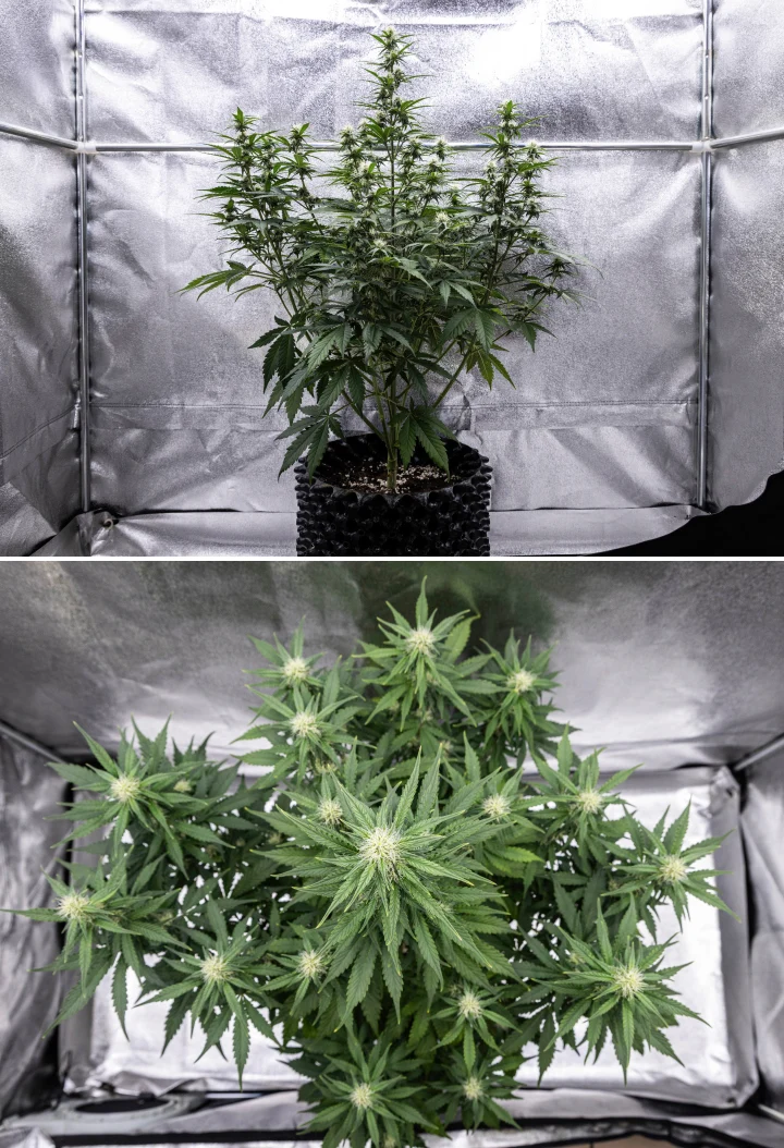 Pianta di cannabis Cosmos F1 durante la settimana 3 di fioritura, con cola centrale dominante, rami laterali ben distanziati, fogliame sano verde scuro e siti floreali in sviluppo tra i giorni 40 e 47 dalla germinazione.