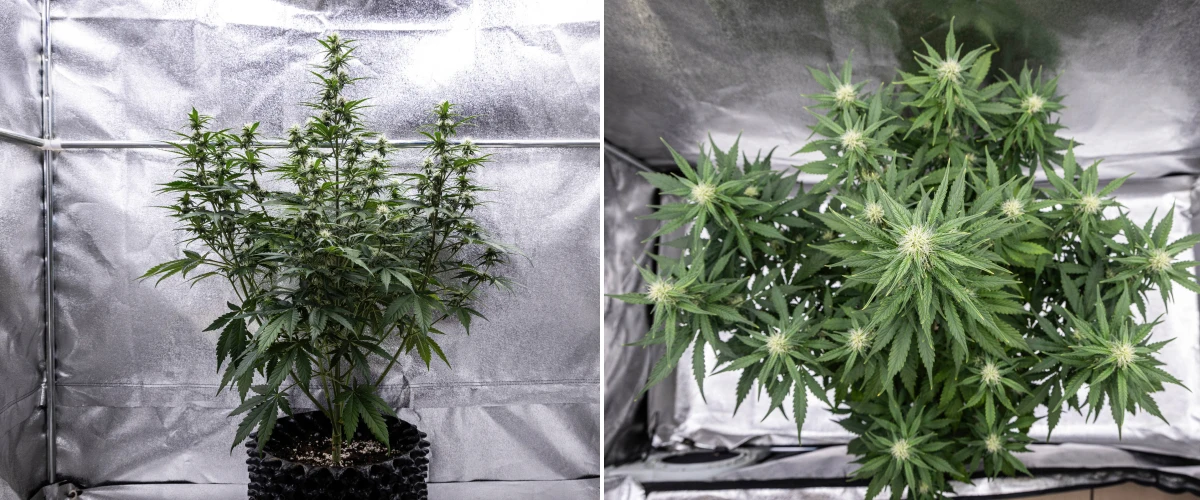 Pianta di cannabis Cosmos F1 durante la settimana 3 di fioritura, con cola centrale dominante, rami laterali ben distanziati, fogliame sano verde scuro e siti floreali in sviluppo tra i giorni 40 e 47 dalla germinazione.