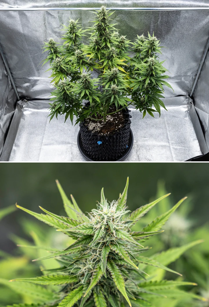 Pianta di cannabis Cosmos F1 durante la settimana 4 di fioritura, con cime dense e resinose, calici appiccicosi, cola in maturazione e un leggero ingiallimento delle foglie inferiori tra i giorni 47 e 54 dalla germinazione.