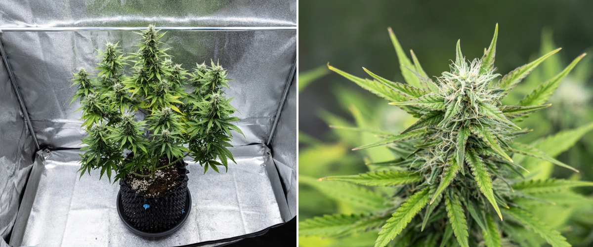 Pianta di cannabis Cosmos F1 durante la settimana 4 di fioritura, con cime dense e resinose, calici appiccicosi, cola in maturazione e un leggero ingiallimento delle foglie inferiori tra i giorni 47 e 54 dalla germinazione.