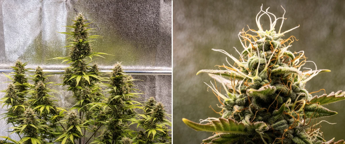 Pianta di cannabis Cosmos F1 durante la settimana 5 di fioritura, con cime compatte ricche di tricomi, cola in maturazione, pistilli ambrati e foglie ingiallite mentre il raccolto si avvicina tra i giorni 54 e 61 dalla germinazione.