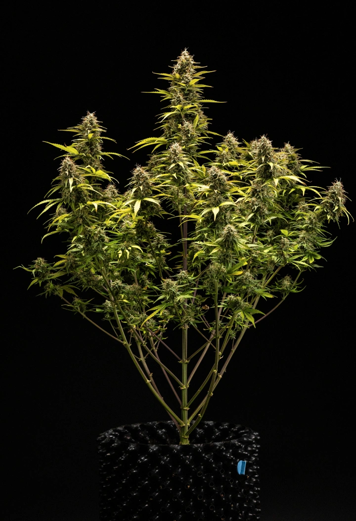 Pianta di cannabis Cosmos F1 durante la settimana 6 di fioritura e raccolta, con cola mature ricoperte di tricomi, calici gonfi, foglie ingiallite e cime resinose pronte per il raccolto al giorno 68 dalla germinazione.