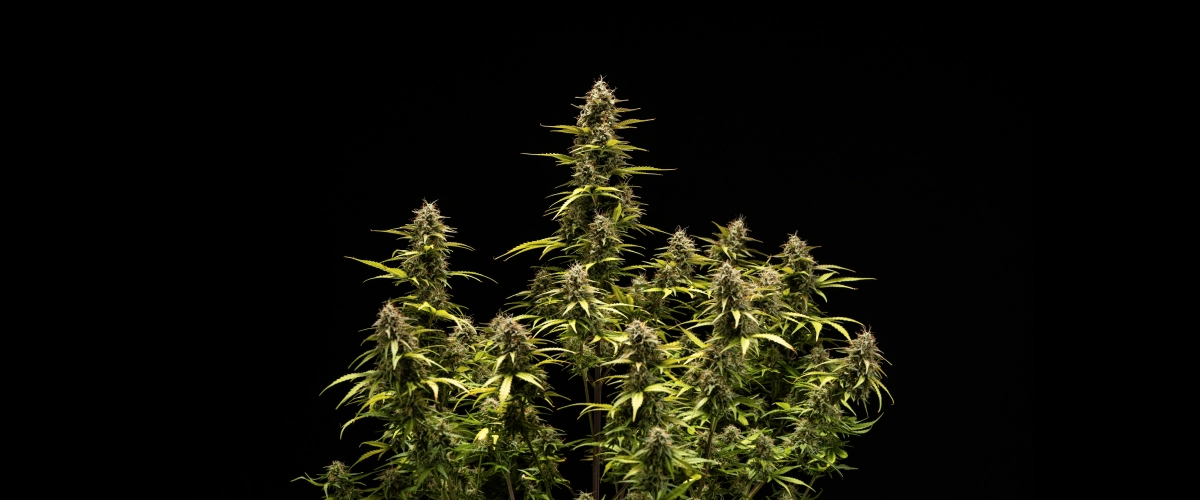 Pianta di cannabis Cosmos F1 durante la settimana 6 di fioritura e raccolta, con cola mature ricoperte di tricomi, calici gonfi, foglie ingiallite e cime resinose pronte per il raccolto al giorno 68 dalla germinazione.