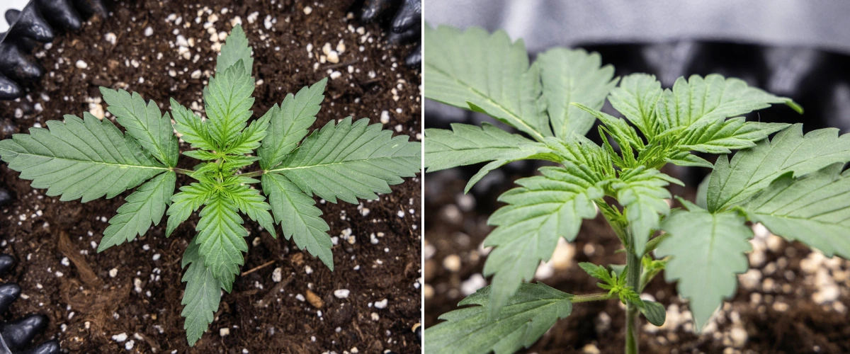 Pianta di cannabis Cosmos F1 durante la settimana 1 di vegetativa, con crescita compatta ed eretta, spaziatura uniforme delle foglie e fogliame iniziale sano tra i giorni 5 e 12 dalla germinazione.