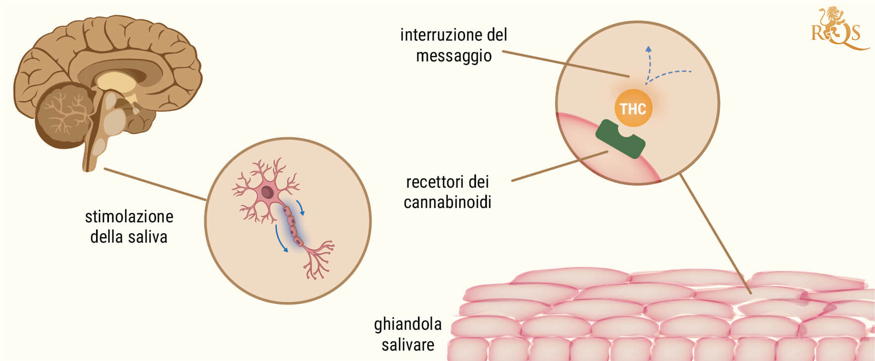 La Scienza Dietro La Bocca Impastata Causata Dal Fumo Di Cannabis