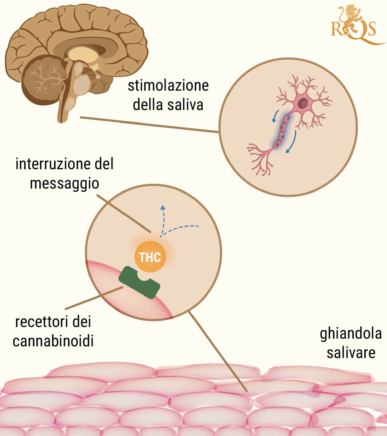 La Scienza Dietro La Bocca Impastata Causata Dal Fumo Di Cannabis