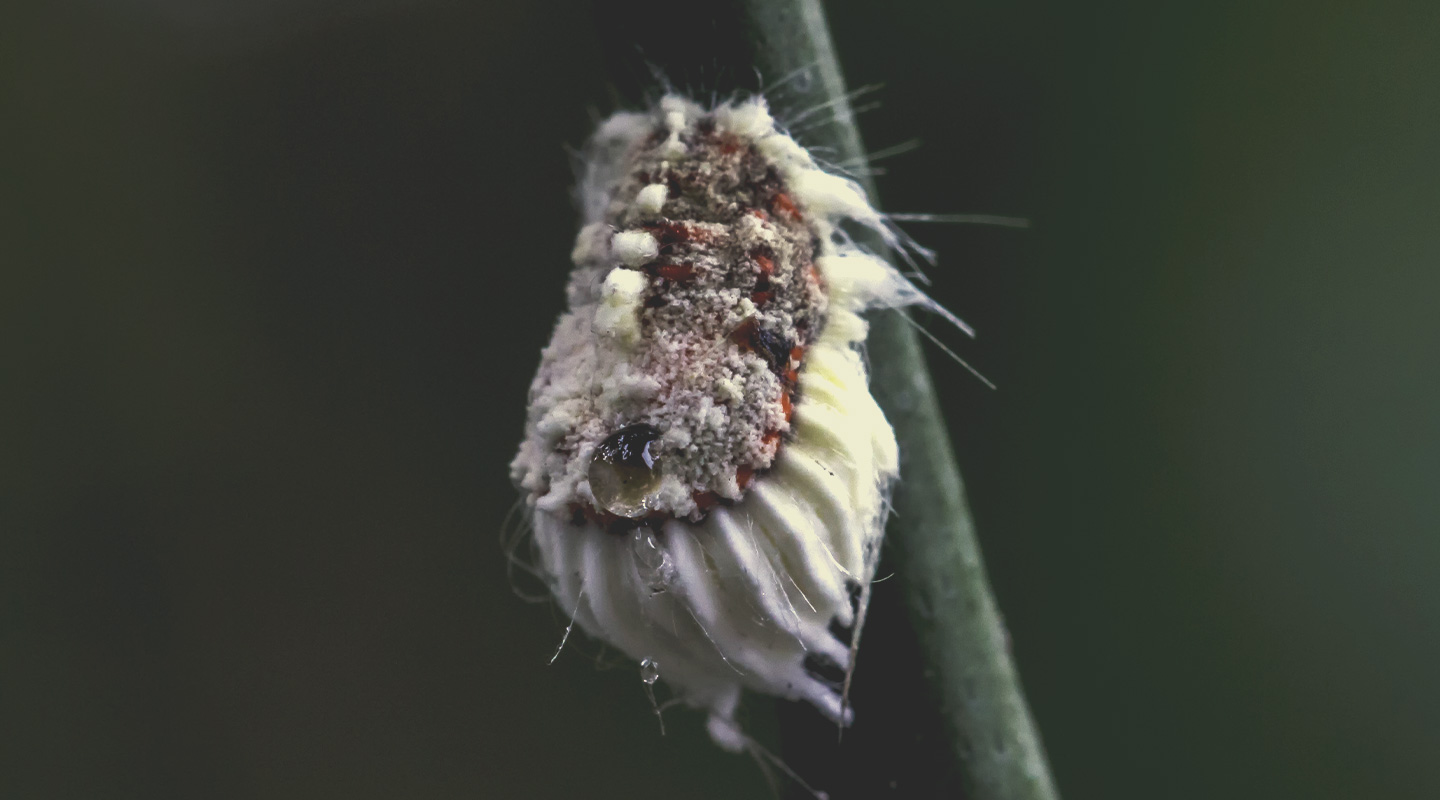 Cocciniglia cotonosa solcata