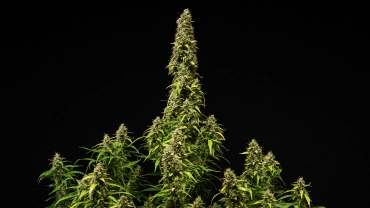Pianta di cannabis Wedding Cake Auto matura su sfondo nero, con cime dense e resinose, foglie che scoloriscono e una cola centrale alta durante la fase finale di fioritura.