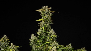 Pianta di cannabis Royal Creamatic matura con cime dense e resinose, tricomi ghiacciati e una cola principale alta su sfondo nero.