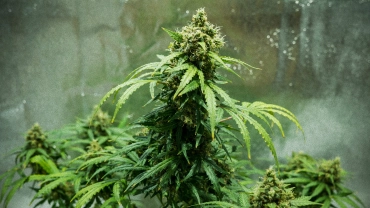 Pianta di cannabis Royal Dwarf con cime compatte pronte per il raccolto, fiori resinosi, pistilli arancioni e fogliame verde in una grow box riflettente.